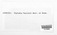 Diplodia vaccinii image